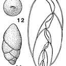 Image of Ellipsopolymorphina fornasinii Galloway 1933