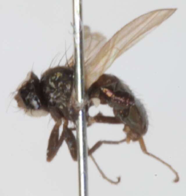 Image of camillid flies
