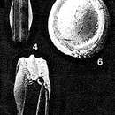 Image of Buchnerina iberica R. W. Jones 1984