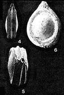 Image of Buchnerina iberica R. W. Jones 1984