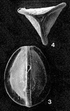 صورة Galwayella trigonoelliptica (Balkwill & Millett 1884)