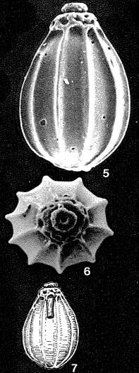 Image of Homalohedra guntheri (Earland 1934)