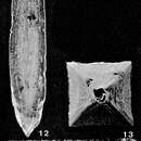 Image of Laculatina striatula (Earland 1934)