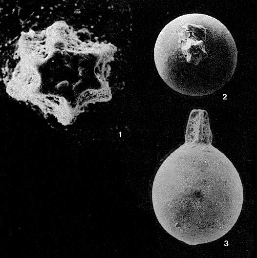 Image of Pristinosceptrella hispida Patterson & Richardson 1987