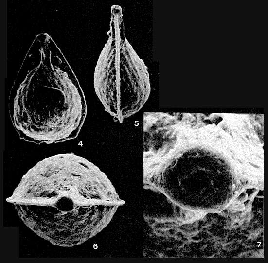 Image of Vasicostella helophoromarginata (F. W. O. R. Jones 1874)