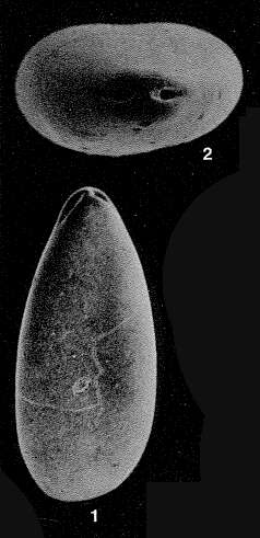 Image of Duplella apexadina Patterson & Richardson 1987