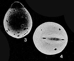 Image of Pseudoolina fissurinea R. W. Jones 1984