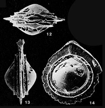 Image of Palliolatella avita Patterson & Richardson 1987