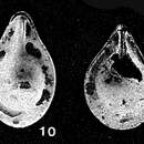 Image of Pseudosolenina borealis R. W. Jones 1984