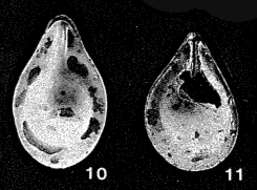 Image of Pseudosolenina borealis R. W. Jones 1984