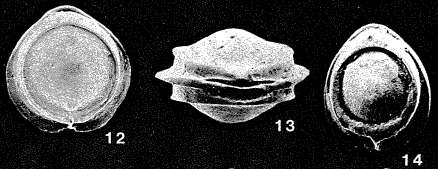 Image of Pseudofissurina mccullochae Jones 1994