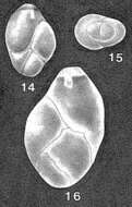 Image of Esosyrinx curta (Cushman & Ozawa 1930)