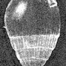 Image of Euglandulina inusitata McCulloch 1977