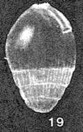 Image of Euglandulina inusitata McCulloch 1977