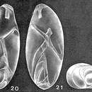 Image of Laryngosigma hyalascidia Loeblich & Tappan 1953