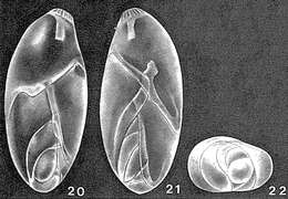 Image of Laryngosigma hyalascidia Loeblich & Tappan 1953