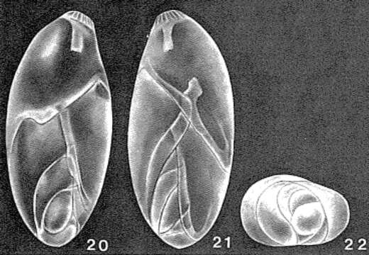 Image of Laryngosigma hyalascidia Loeblich & Tappan 1953