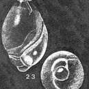 Слика од Globulotuba entosoleniformis Collins 1958