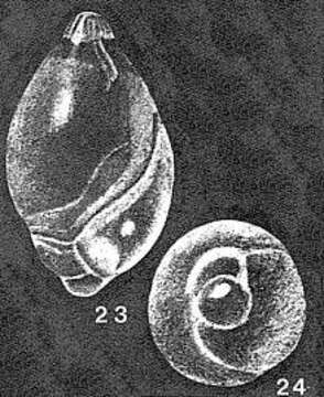 Image of Globulotuba entosoleniformis Collins 1958