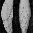 Image of Phlegeria hyalina Loeblich & Tappan 1963