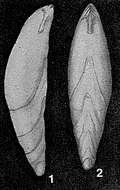 Image of Phlegeria hyalina Loeblich & Tappan 1963