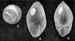 Image of Siphoglobulina siphonifera Parr 1950