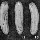 Image of Tomaculoides lucidum Loeblich & Tappan 1963