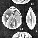 Image of Allanhancockia luculenta Mcculloch 1977
