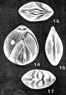 Image of Allanhancockia luculenta Mcculloch 1977