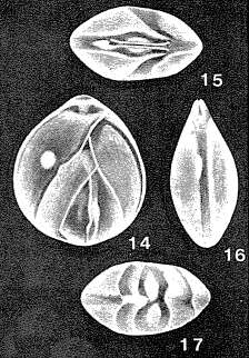 Слика од Allanhancockia luculenta Mcculloch 1977