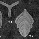 Image of Tricarinella excavata (Reuss 1863)