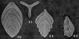 Слика од Tricarinella excavata (Reuss 1863)