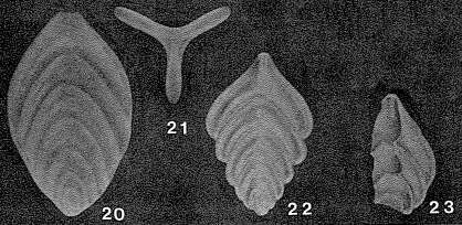 Слика од Tricarinella excavata (Reuss 1863)