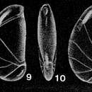 Слика од Briceia complectilis McCulloch 1977