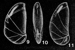 Image of Briceia complectilis McCulloch 1977