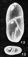 Image of Entopolymorphina simulata McCulloch 1977