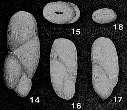 Image of Obliquilingulina oblonga Zheng 1979