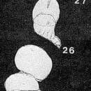 Image of Oolitella Makiyama & Nakagawa 1941