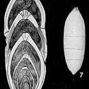 Image of Involutaria triassica Gerke 1957