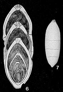 Image of Involutaria triassica Gerke 1957