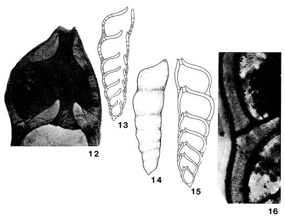 Слика од Prodentalina terquemi (d'Orbigny 1850)