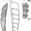 Image of Mesodentalina matutina (d'Orbigny 1850)