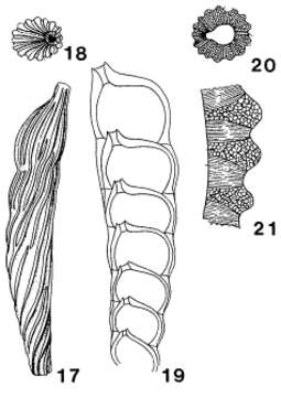 Image of Mesodentalina matutina (d'Orbigny 1850)