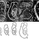 Image of Tentilenticulina latens Hitchings 1980