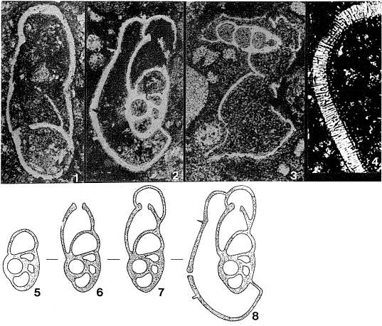 Image of Tentilenticulina latens Hitchings 1980