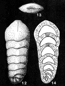 Image of Spirolingulina polymorpha (O. G. Costa 1861)