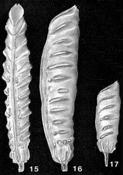 Image of Vaginulina legumen (Linnaeus 1758)