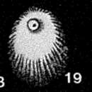 Image of Obliquina acuticostata Seguenza 1862