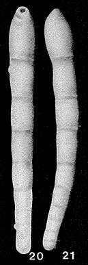 Image of Dentalinopsis semitriquetra Reuss 1860