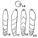 صورة Enantiodentalina communis Marie 1941